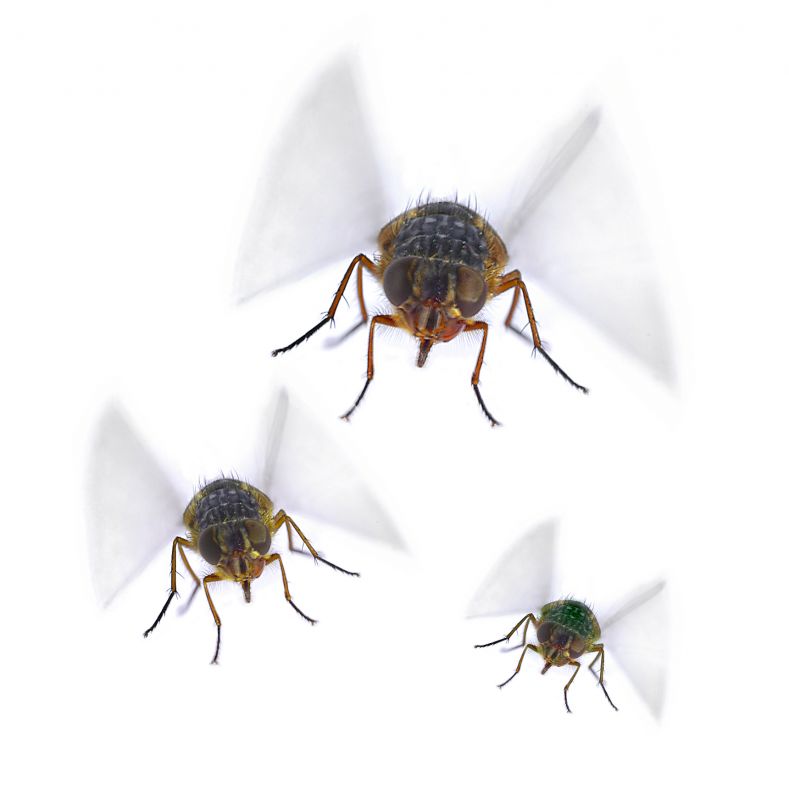 How Flies Impact Customer Experience