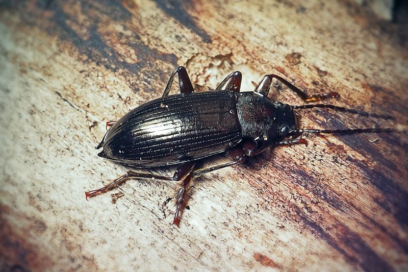 Mud Dauber Extermination in Arlington, TX