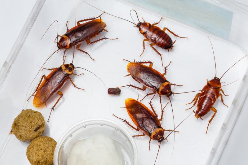Signs You Have A Roach Infestation In Your Home Or Business