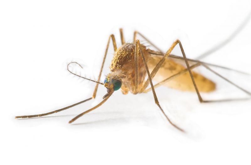 Signs You Need Fly Or Mosquito Control Services