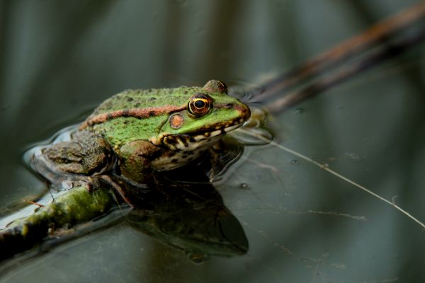 Frog Extermination