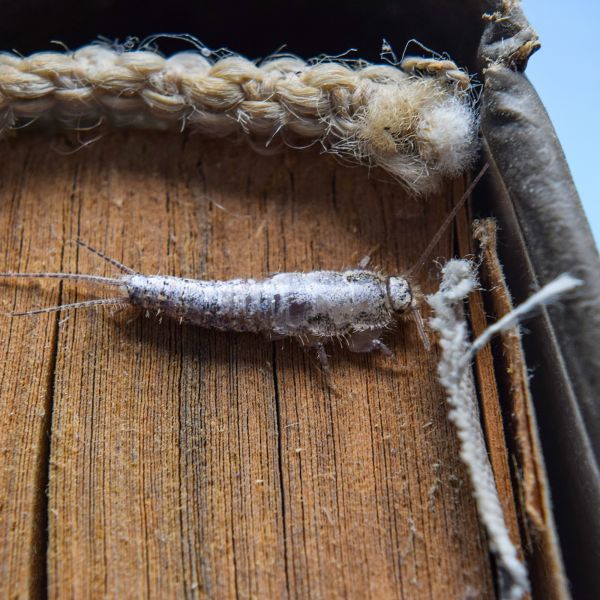 Silverfish Removal