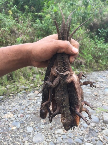 Lizard Eradication