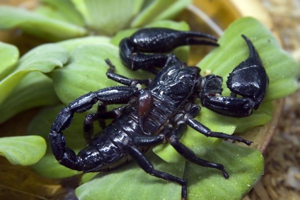 Scorpion Removal